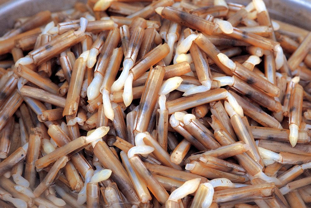 สืบทอดเจตนา สืบชะตาดอนหอยหลอด ครั้งที่ 3